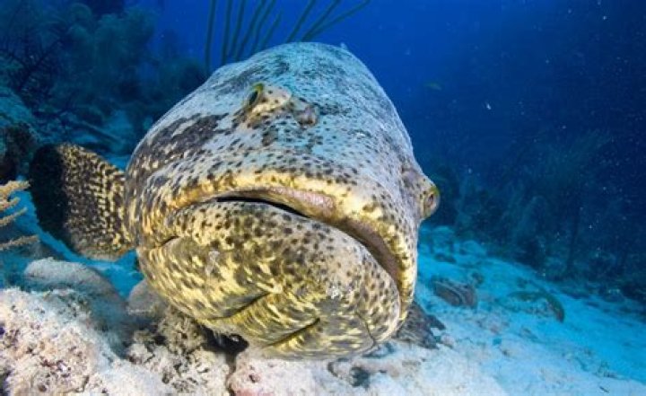 Are Goliath groupers legal to catch?