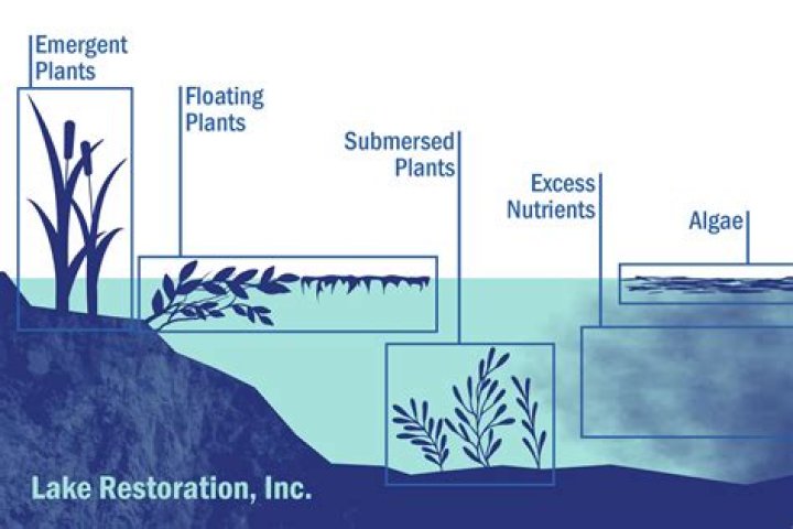 Are lake weeds good fertilizer?