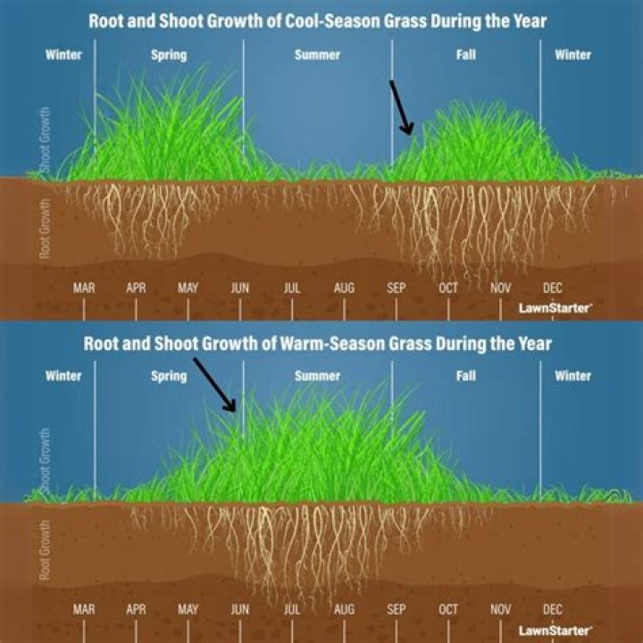 Can you plant grass when it's cold?