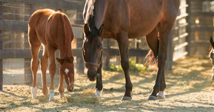 How much does it cost for embryo transfer in horses?
