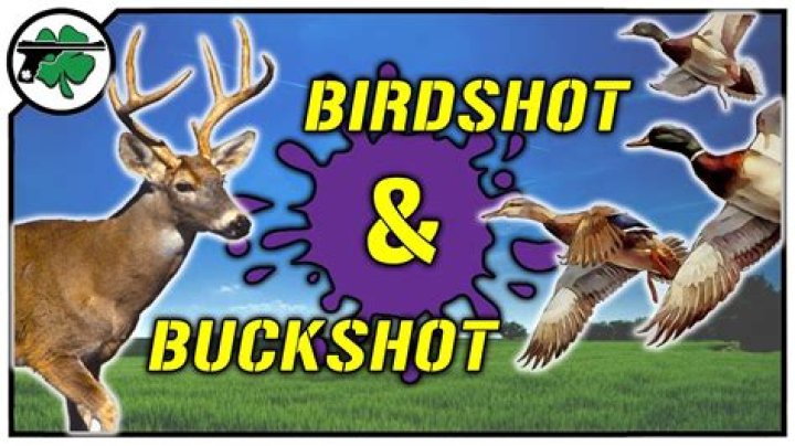 Is birdshot good for snakes?