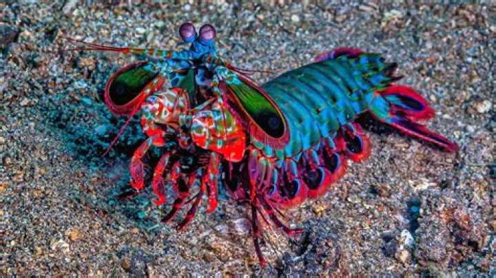 Is shrimp a fatty fish?