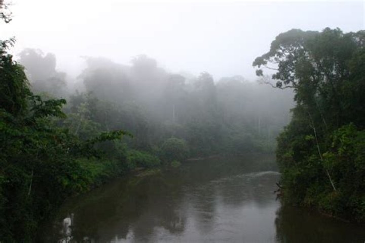 Was gibt es im Regenwald?