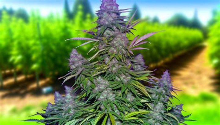 What album is Purple Haze on?