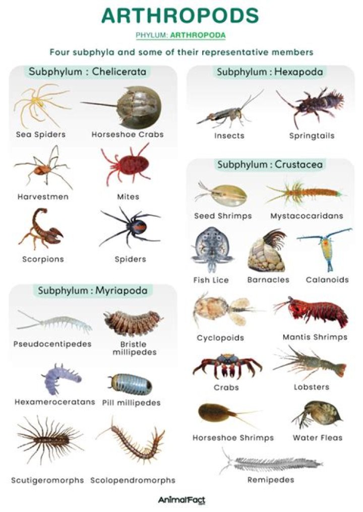 What are the five subphylum of arthropods?