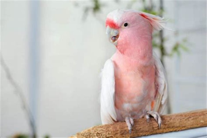 What are those pink birds called?