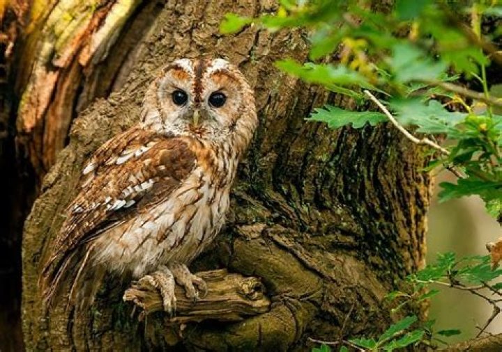 What Colour is a tawny owl?