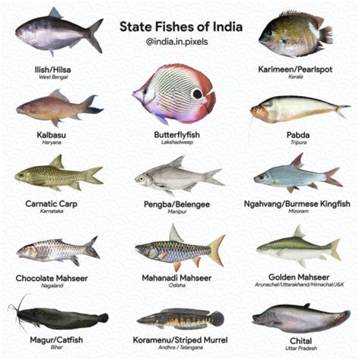 What is our state fish?