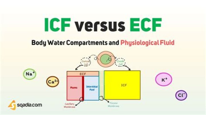 What is the ECF system?