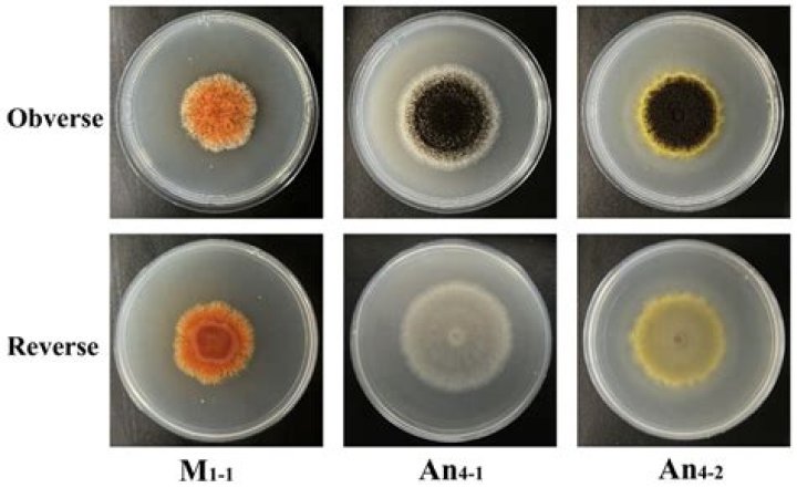 What is the use of monascus Purpureus?