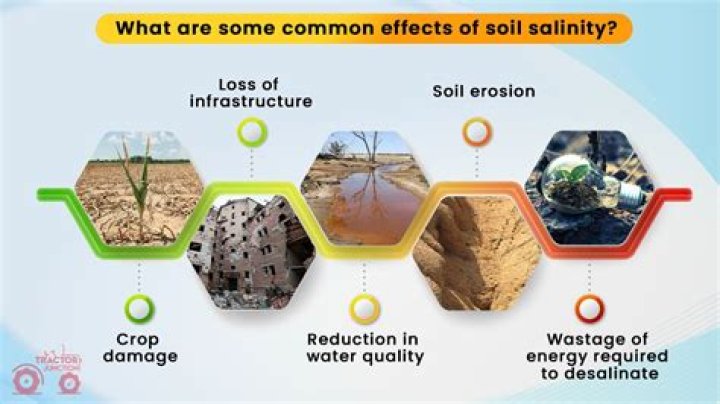 What salinity kills ich?
