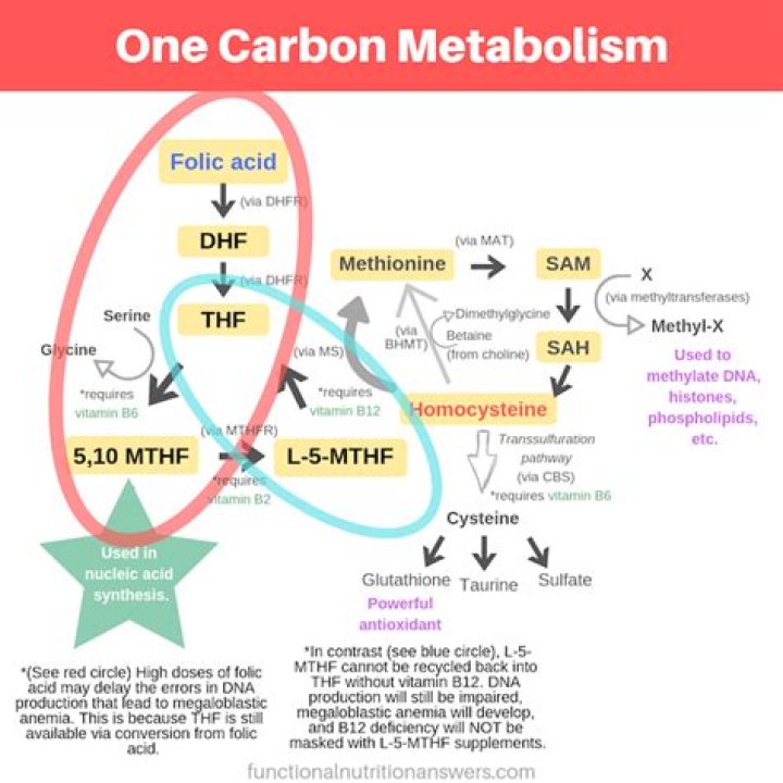 What vitamins are involved in one carbon metabolism?