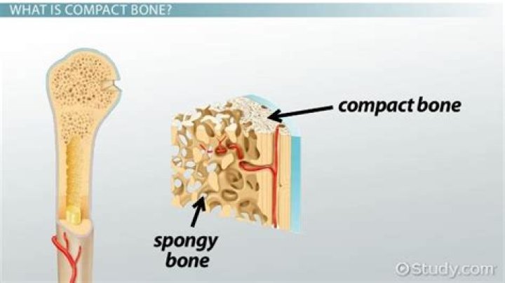 Where can you find compact bone?