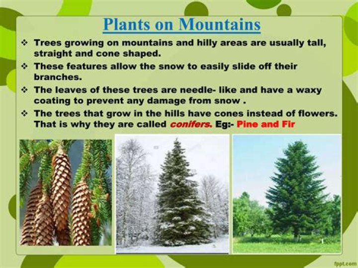 Why trees on hilly areas are tall?